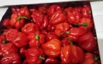 Fresh Habanero Hot Chilli Pepper Red & Orange
