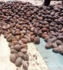 High Quality Sheanuts