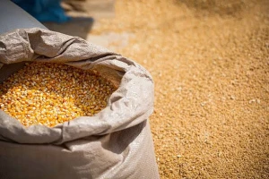 YELLOW/WHITE CORN MAIZE