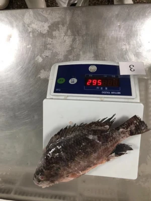 Frozen whole cleaned Tilapia gutted/scaled