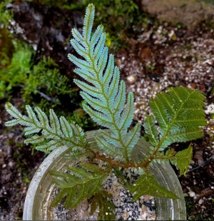 Selaginella Siamensis