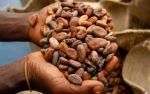 Premium Cocoa Beans from Cameroon