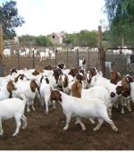 live Boer Goats for sale