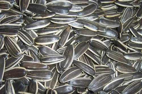 100% natural Chinese agriculture black sunflower seed white stripes