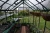 Import 12X8ft cottage tempered glass greenhouse from China