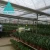 Import Agricultural multi span plastic film and polycarbonate greenhouse for sale from China