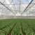 Import Agriculture plastic film - High UV resistance greenhouse film - PE film from Vietnam