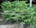 Araucaria cunninghamia plants