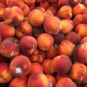 Available SA Freeze Dried Peach / Fresh Peach Fruits / Caned Peach Fruits