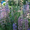 Beautiful Lupine Lupinus Cut Flower Seedlings, High Sprouting Rate White Lupin Flower Seedlings For Garden