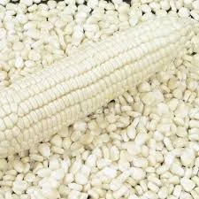 Best Grade White Corn For Sale