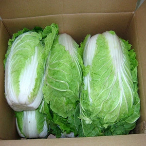 Best Quality   South Africa  Fresh Celery Cabbage