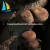 Import Best selling easy grow price wood ear mushroom spawn from China