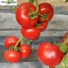 Big Red Brad Indeterminate Hybrid F1Tomato Seeds Vegetable Seed