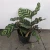 Import bonsai seed makoyana maranta calathea orbifolia live plant from China