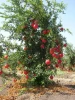 Bulk pomegranates Export Quality Fresh Fruit