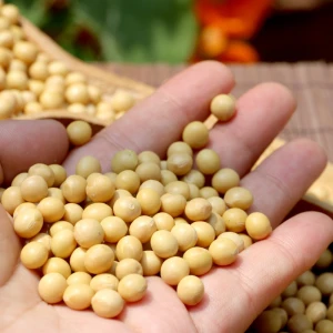 Certified organic soybeans