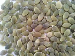 Chinese Pumpkin Seeds Kernel and Pumpkin Seeds with HACCP