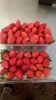 Competitive Fresh Strawberry for Exporting