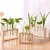 Import custom logo home office desktop glass vases flower plant terrarium with wooden stand for home decor from China