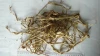 Dried White willow Bark SalixCortex salix alba Bai liu pi Herbal medicine