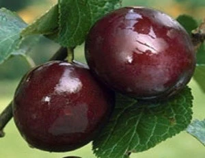Extra Quality Santa Rosa Plums For Sale