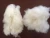 Import Factory directly wholesale price100% sheep wool fiber for yarn from China