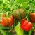Import Fresh Bell Pepper Capsicum Vietnam from China