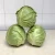 Import Fresh cabbage price from China