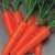 Import Fresh Carrot from China ( new harvest in May) from China