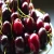 Import Fresh Chery Fruit / Red Sweet Cherry from South Africa