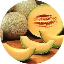 Fresh Galia Melon for sale