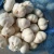 Import Fresh Harvest Fresh White Garlic Available Now from Austria
