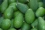 Import Fresh Hass and Fuerte Avocado Available NOW from Brazil