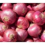 Fresh Onion