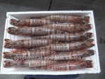 Frozen Bamboo Shrimp or Kuruma or Japanese Tiger Shrimp HOSO
