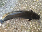 Frozen black tilapia catfish frozen fish exporting factory Sea catfish Silurus asotus Linnaeus