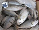 Frozen Horse Mackerel Fish Whole Sale