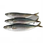 frozen IQF horse mackerel fish seafood