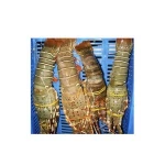 FROZEN LOBSTER TAIL / FRESH LIVE LOBSTER