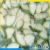 Import Frozen Vegetables of Zucchini Slices from China