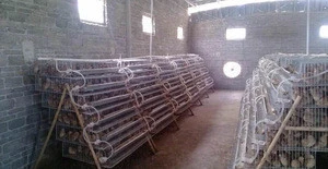 galvanized A type layer quail cages for sale in Kenya farm
