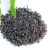Import Gmp Factory Supply 100% Nature Fresh Assam Black Tea from China