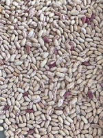 Good color pinto beans light speckled kidney beans long shape from China