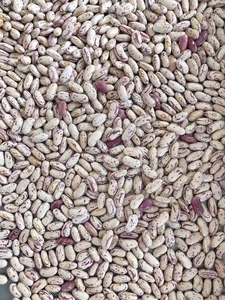 Good color pinto beans light speckled kidney beans long shape from China