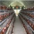Import Good Price Automatic Egg Layer Chicken Farm Laying Hens Poultry Battery Cages for Sale from China