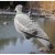 Import Good price colorful for hunting Pigeon decoy China supplier from China