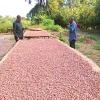 Good Quality AGRONIA Grade A cocoa beans cacao dried organic for sale