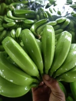 Green Natural Banana from Northern Vietnam