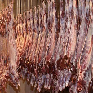 Halal Lamb meat